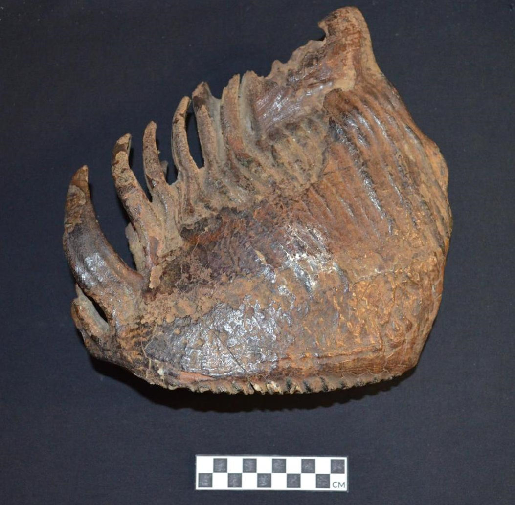 Hydrid mammoth molar fossil